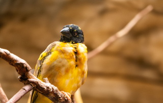 Textur oder Dorfweber - Zoo Rostock
