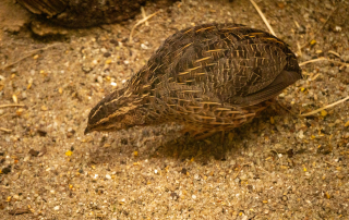 Halekinwachtel - Zoo Rostock