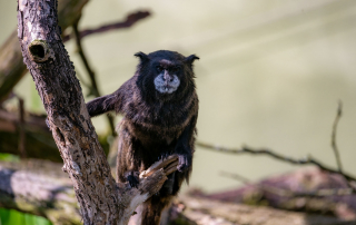 Weißgesichtsseidenäffchen, Zoo Rostock