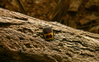 Kongokäfer - Zoo Rostock