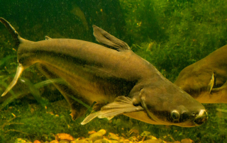Haiwels, Zoo Rostock