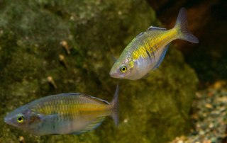 Diamantenegenbogenfisch, Zoo Rostock