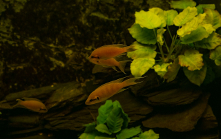Prinzessin von Burundi, ein Fisch aus der Familie der Buntbarsche, Zoo Rostock