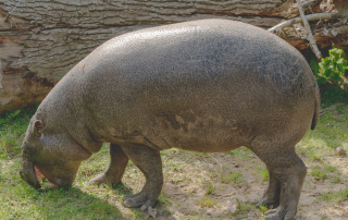 Zwergflusspferde ähneln ihren großen Verwandten, sind mit einer Größe von rund 1,75 Metern und einem Gewicht von bis zu 250 Kilogramm aber um ein Vielfaches kleiner und leichter, Zoo Rostock