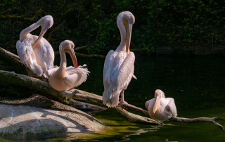 Rosapelikane (Pelecanus onocrotalus), Zoo Rostock