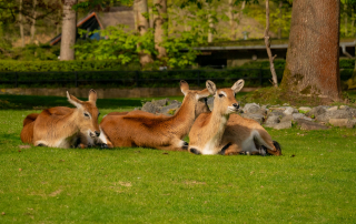 Litschi-Moorantilopen, Zoo Rostock