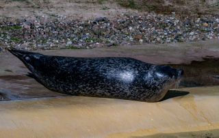 Fünf Seebären und vier Seehunde leben derzeit im Zoo Rostock.