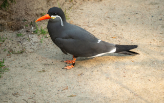 Inkaseeschwalbe - Zoo Rostock