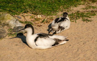 SÄBELSCHNÄBLER - Zoo Rostock