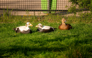 Plüschkopfenten und Eiderente - Somateria mollissima, Zoo Rostock