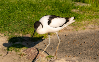 SÄBELSCHNÄBLER, Zoo Rostock