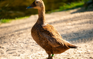 Eiderente, Zoo Rostock
