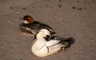 Zwergsäger, Zoo Rostock