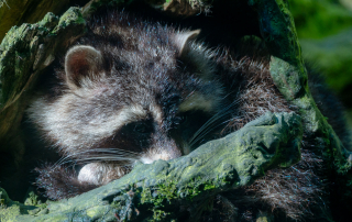 Waschbär Luigi, Zoo Rostock
