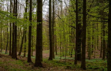 Wer nach all den Eindrücken noch ein wenig die Natur genießen möchte, kann den Rückweg durch den schattigen Granitz-Wald auch zu Fuß antreten. Vom Jagdschloss bis zur Seebrücke in Binz sind es etwa drei Kilometer, nach Sellin rund sechs Kilometer und nach Lancken-Granitz zwei Kilometer.