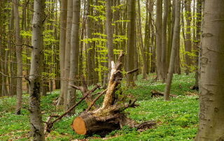 Jagdschloss Granitz – Wer nach all den Eindrücken noch ein wenig die Natur genießen möchte, kann den Rückweg durch den schattigen Granitz-Wald auch zu Fuß antreten. Vom Jagdschloss bis zur Seebrücke in Binz sind es etwa drei Kilometer, nach Sellin rund sechs Kilometer und nach Lancken-Granitz zwei Kilometer. Wer nach all den Eindrücken noch ein wenig die Natur genießen möchte, kann den Rückweg durch den schattigen Granitz-Wald auch zu Fuß antreten. Vom Jagdschloss bis zur Seebrücke in Binz sind es etwa drei Kilometer, nach Sellin rund sechs Kilometer und nach Lancken-Granitz zwei Kilometer.