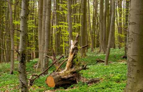 Wer nach all den Eindrücken noch ein wenig die Natur genießen möchte, kann den Rückweg durch den schattigen Granitz-Wald auch zu Fuß antreten. Vom Jagdschloss bis zur Seebrücke in Binz sind es etwa drei Kilometer, nach Sellin rund sechs Kilometer und nach Lancken-Granitz zwei Kilometer.