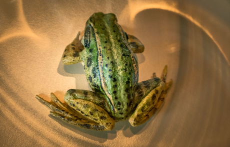 Jasmund - Wasserfrosch