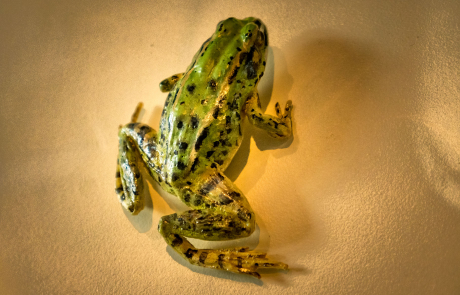 Jasmund - Teichfrosch