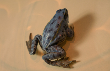 Jasmund - Moorfrosch