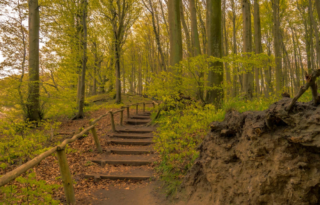 Ursprünglicher Buchenwald im Nationalpark Jasmund