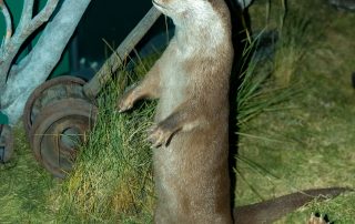 Fischotter Fischotter