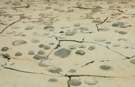 Kalksteinplatte mit Muschelschalenresten . Fossiler Meeresboden Kalksteinplatte mit „Muschelpflaster" aus dem Unteren Muschelkalk - etwa 200 Millionen Jahre alt. Fundort: Kalksteinbruch Rüdersdorf bei Berlin Dieser Kalkstein wurde aus einem Kalkschlamm gebildet, der sich im Schelfbereich des Muschelkalkmeeres ablagerte. Auf dieser Platte blieben etwa 2300 Muschelschalen folgender Arten erhalten: Plagiostoma striata Entolium discites Myophoria costata Hoeresia socialis