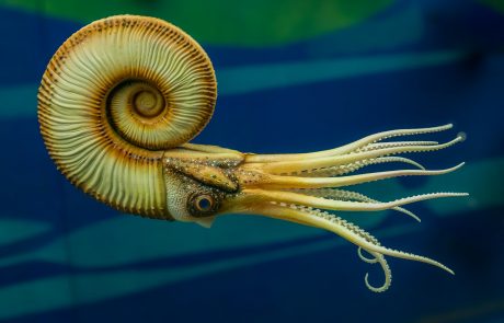 Ammoniten und Verwandte (Ammonoidea)