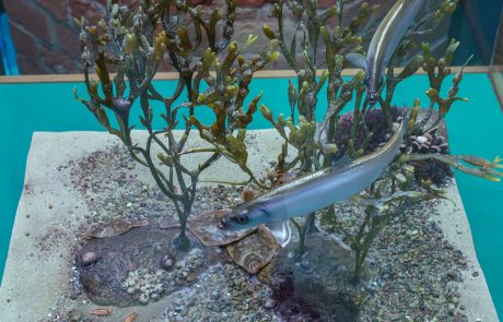 Die Rügenschen Frühjahrsheringe sind Substratlaicher. Auf ihren Laichplätzen heften sie die Eier an verschiedene Algenarten und Seegras an.