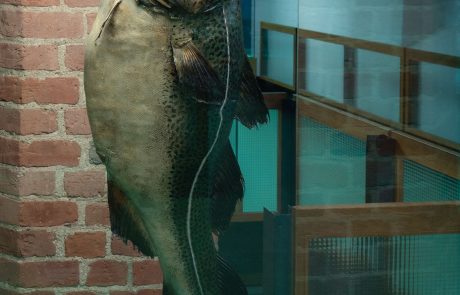 Dieser Dorsch wurde im Mai 1983 in der Südlichen Ostsee gefangen. Heute gibt es diese riesigen Exemplare in der Ostsee nur noch selten. Die Dorschbestände gelten als überfischt und werden durch Schonmaßnahmen in ihrem Bestand geschützt.