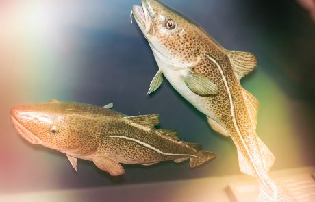 Dorsche (Gadus morrhua)