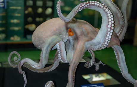 Originalgetreue Nachbildung eines männlichen Kraken (gestaltet von den Präparatoren Annerose Goldbecher und Uwe Beese, 1991)