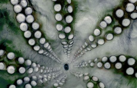 Blick auf die Mundöffnung mit Ober- und Unterkiefer