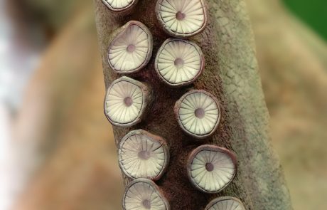 Saugnapf. Eine große Saugkraft entsteht, wenn der Muskelring angepreßt, der Muskelpfropf zurückgezogen und sich dabei ein Unterdruck in der Saugkammer bildet.