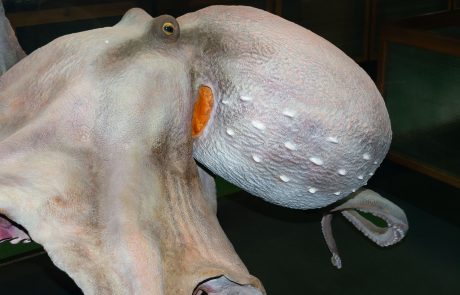 Originalgetreue Nachbildung eines männlichen Kraken