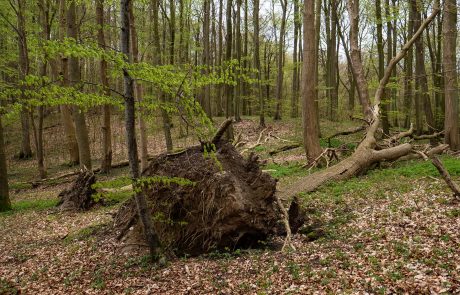 Nationalpark Jasmund auf Rügen