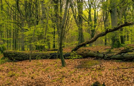 Nationalpark Jasmund auf Rügen