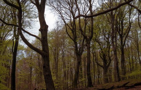 Nationalpark Jasmund auf Rügen