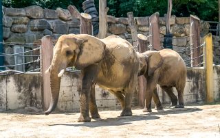 Afrikanischer-Elefant - Tiergarten Schönbrunn
