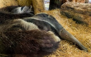 Ameisenbär - Tiergarten Schönbrunn