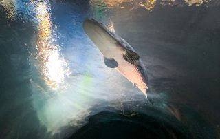 Arapaima - Tiergarten Schönbrunn