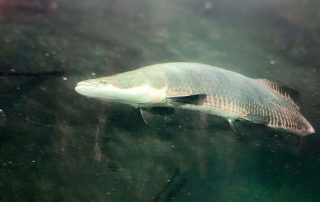 Arapaima - Tiergarten Schönbrunn
