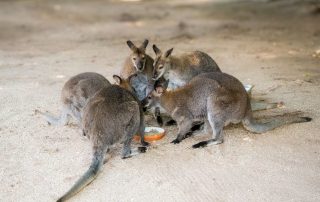 Bennettkänguru - Tiergarten Schönbrunn