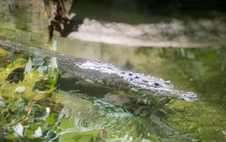 Beulenkrokodil - Tiergarten Schönbrunn