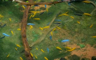 Blaue-:Gelbe-Malawibarsche - Tiergarten Schönbrunn