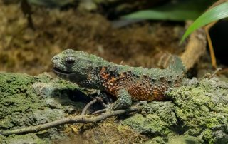 Chinesische Krokodilschwanzechse - Tiergarten Schönbrunn