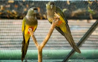 Felsensittich - Tiergarten Schönbrunn