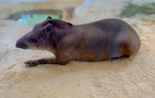 - Tiergarten Schönbrunn