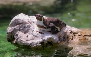 - Tiergarten Schönbrunn