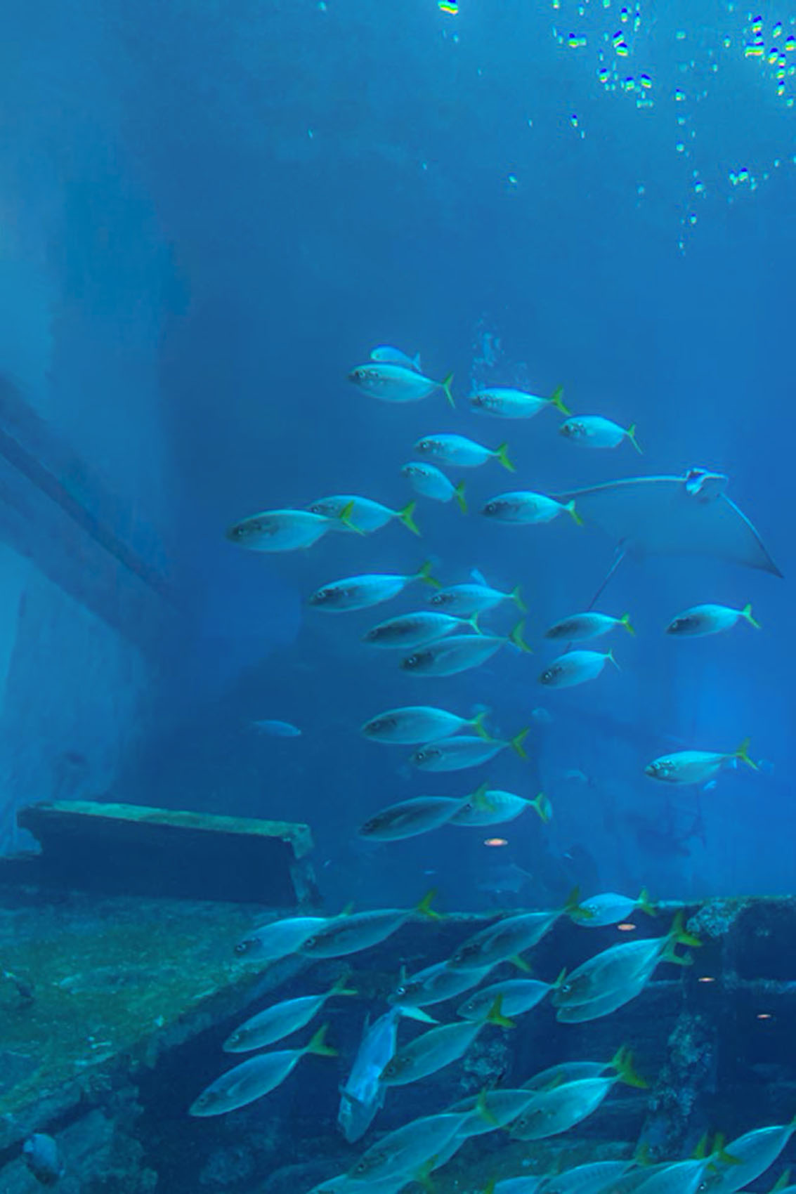 S.E.A. AQUARIUM – Singapur